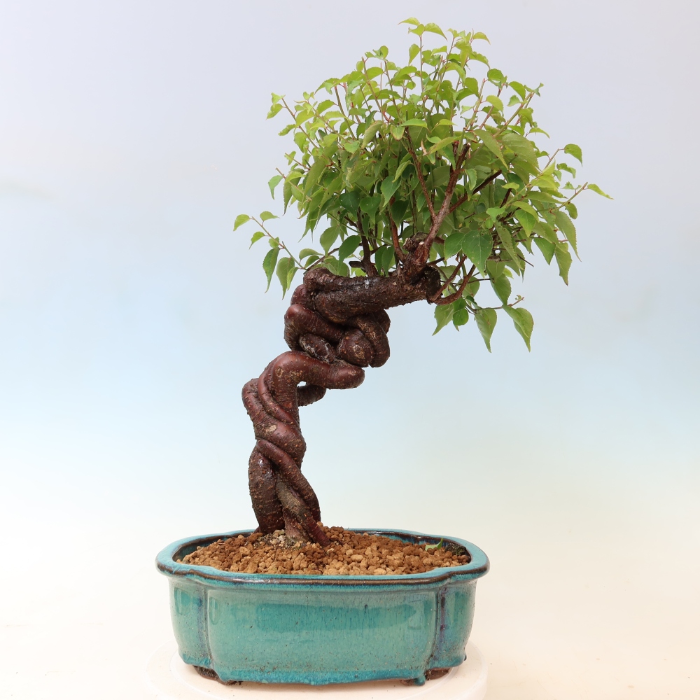 Kültéri bonsai – Japán barack – Prunus Mume