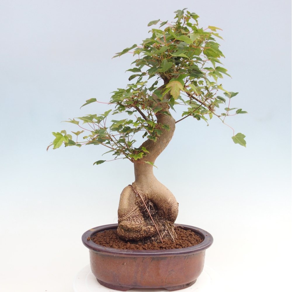 Kültéri bonsai - Acer Buergerianum - Burger juhar