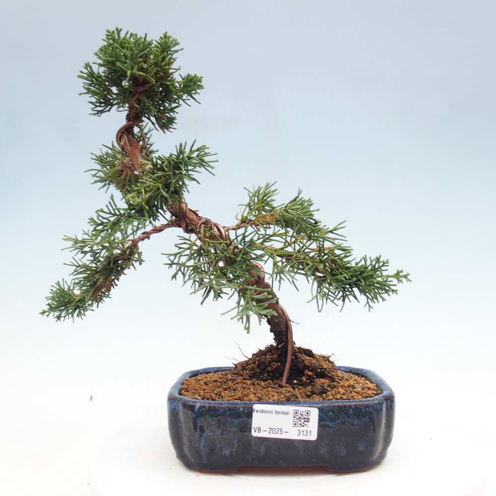 Kültéri bonsai - Juniperus chinensis Kishu