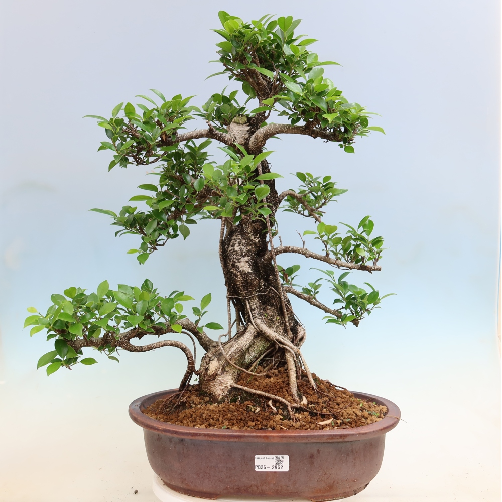 Szobai bonsai - Ficus kimmen - kislevelű fikusz