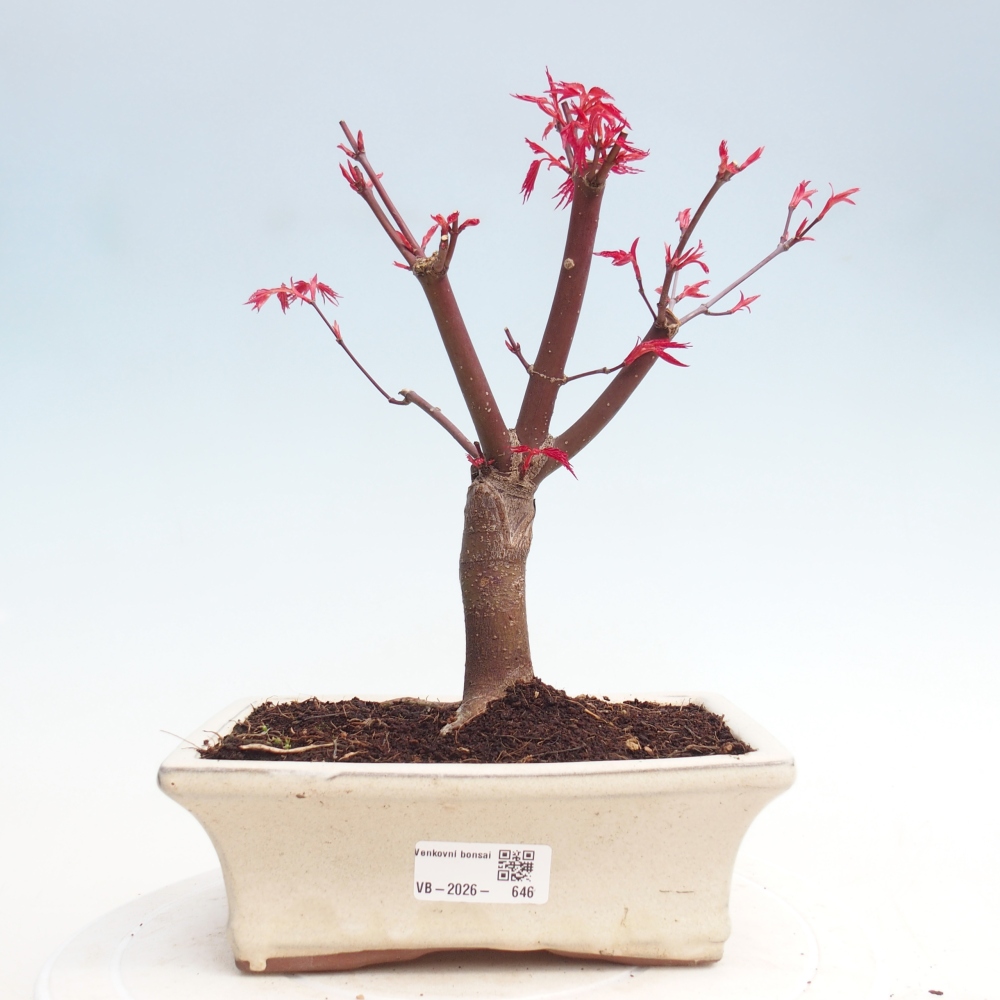 Kültéri bonsai - Acer palmatum DESHOJO