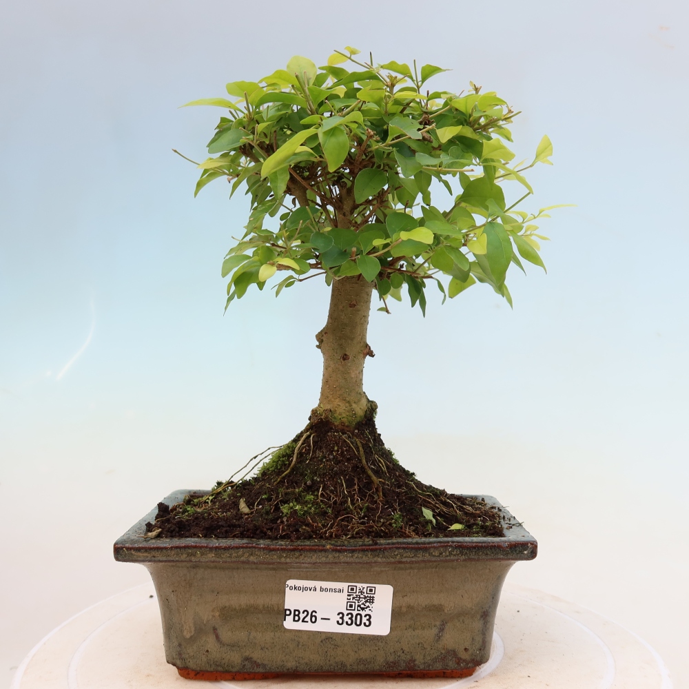Szobai bonsai -Ligustrum chinensis - Madárcsőr