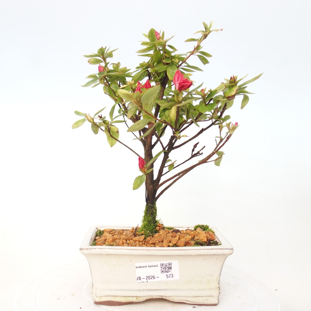Kültéri bonsai - japán azálea - Azalea sp.