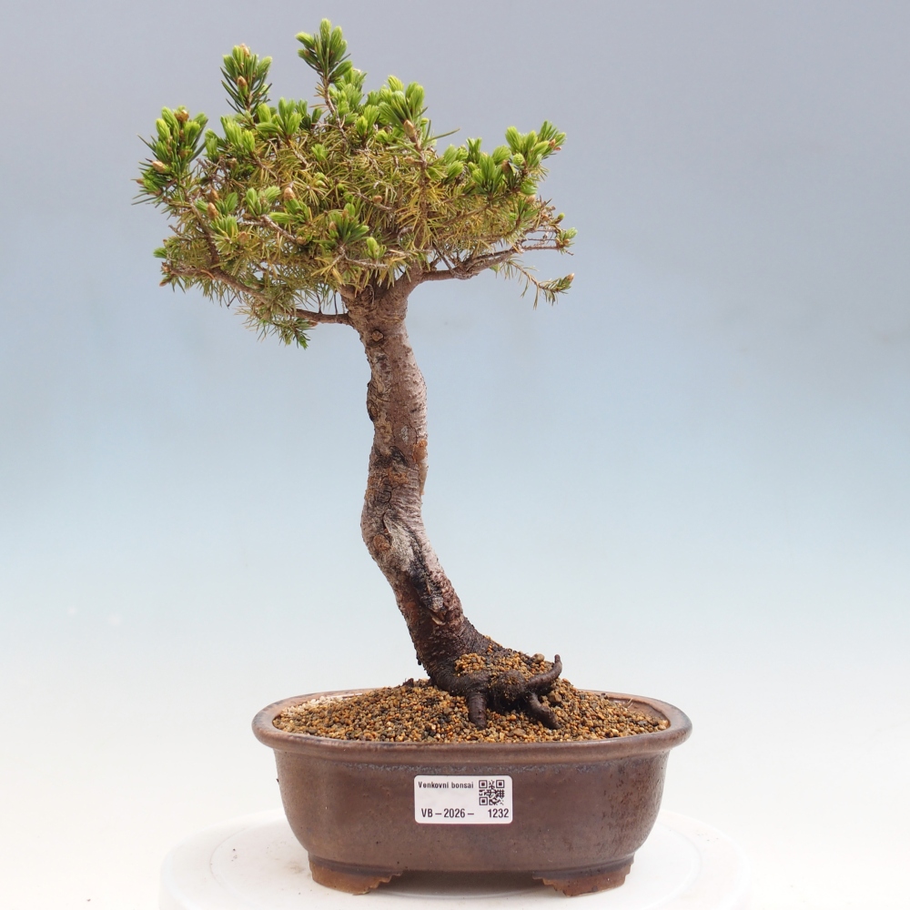 Kültéri bonsai - lucfenyő - Picea glauca globe