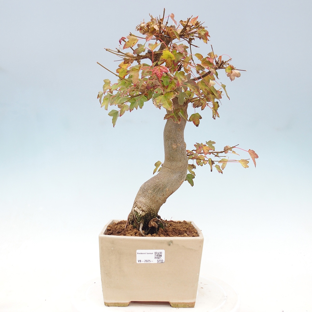 Kültéri bonsai - Acer Buergerianum - Burger juhar
