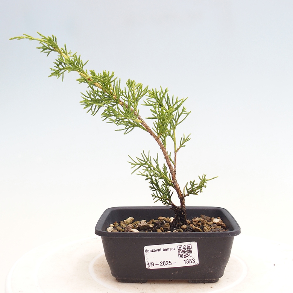 Kültéri bonsai - Juniperus chinensis Itoigawa