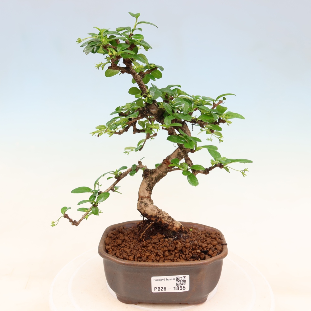 Szobai bonsai - Carmona macrophylla - Tea fuki