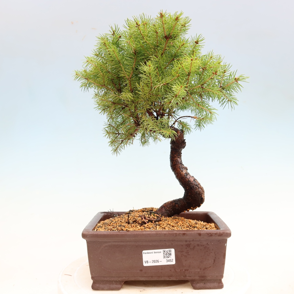 Kültéri bonsai – Szürke lucfenyő – Picea glauca globe