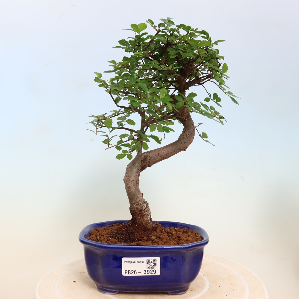 Szobai bonsai - Ulmus parvifolia - Kislevelű szilfa