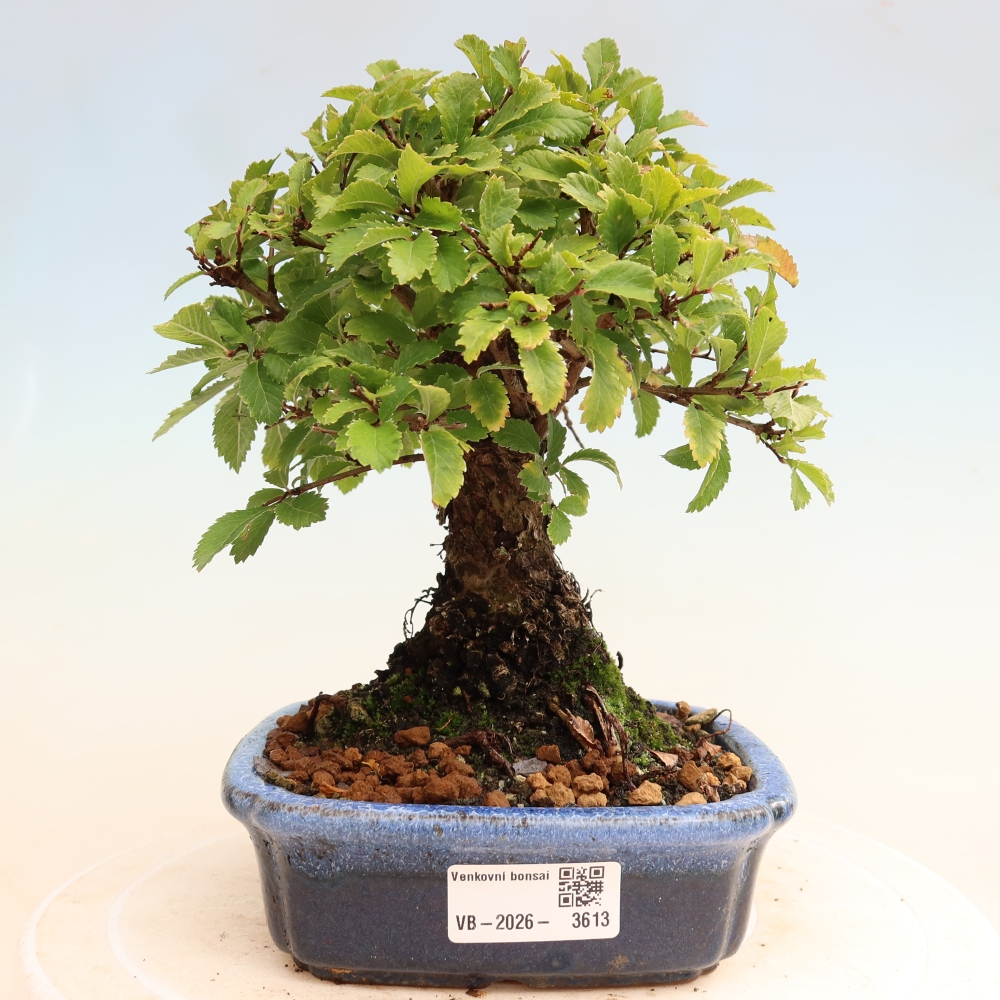 Kültéri bonsai - Zelkova - Zelkova NIRE
