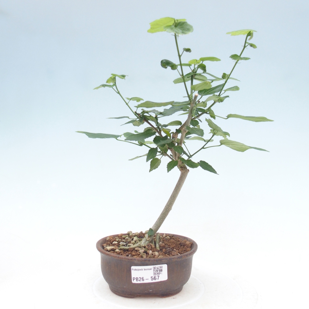 Beltéri bonsai - Malvaviscus arboreus