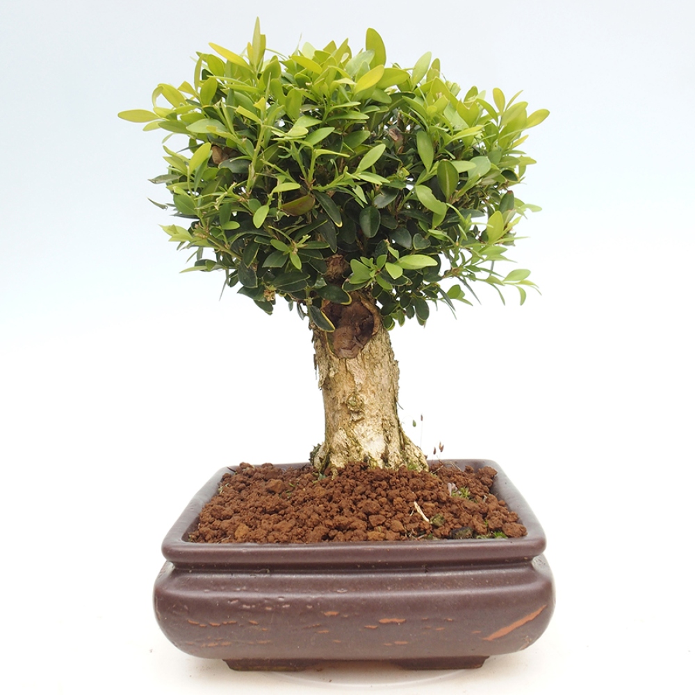 Kültéri bonsai - Buxus sempervirens - puszpáng - boxwood
