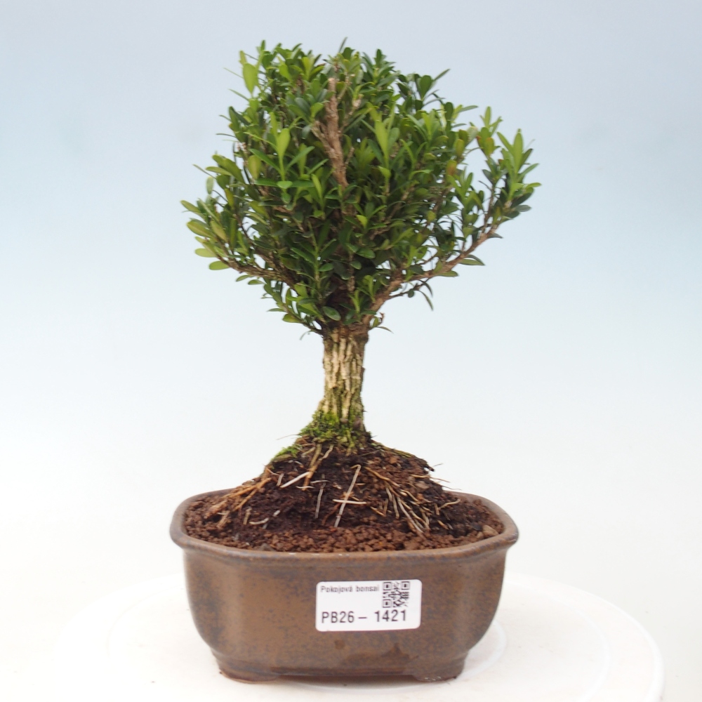 Szobai bonsai - Buxus harlandii - parafa buxus