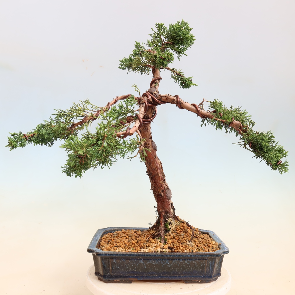 Kültéri bonsai - Juniperus chinensis Kishu