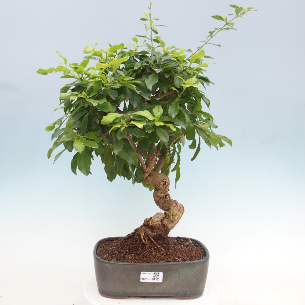Szobai bonsai - Duranta repens -Duranta