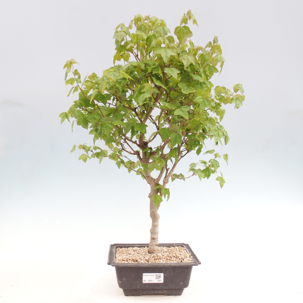 Kültéri bonsai - Acer Buergerianum - Burger juhar