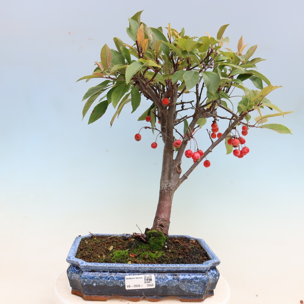 Kültéri bonsai -Malus domestica - Kis gyümölcsű piros levelű almafa