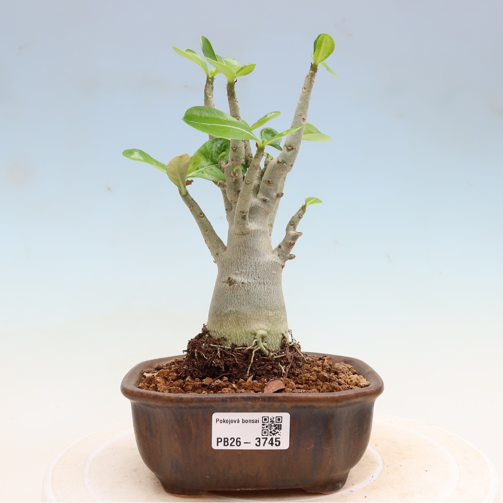 Szobabonsai – Adenium obesum Red Star – Sivatagi rózsa