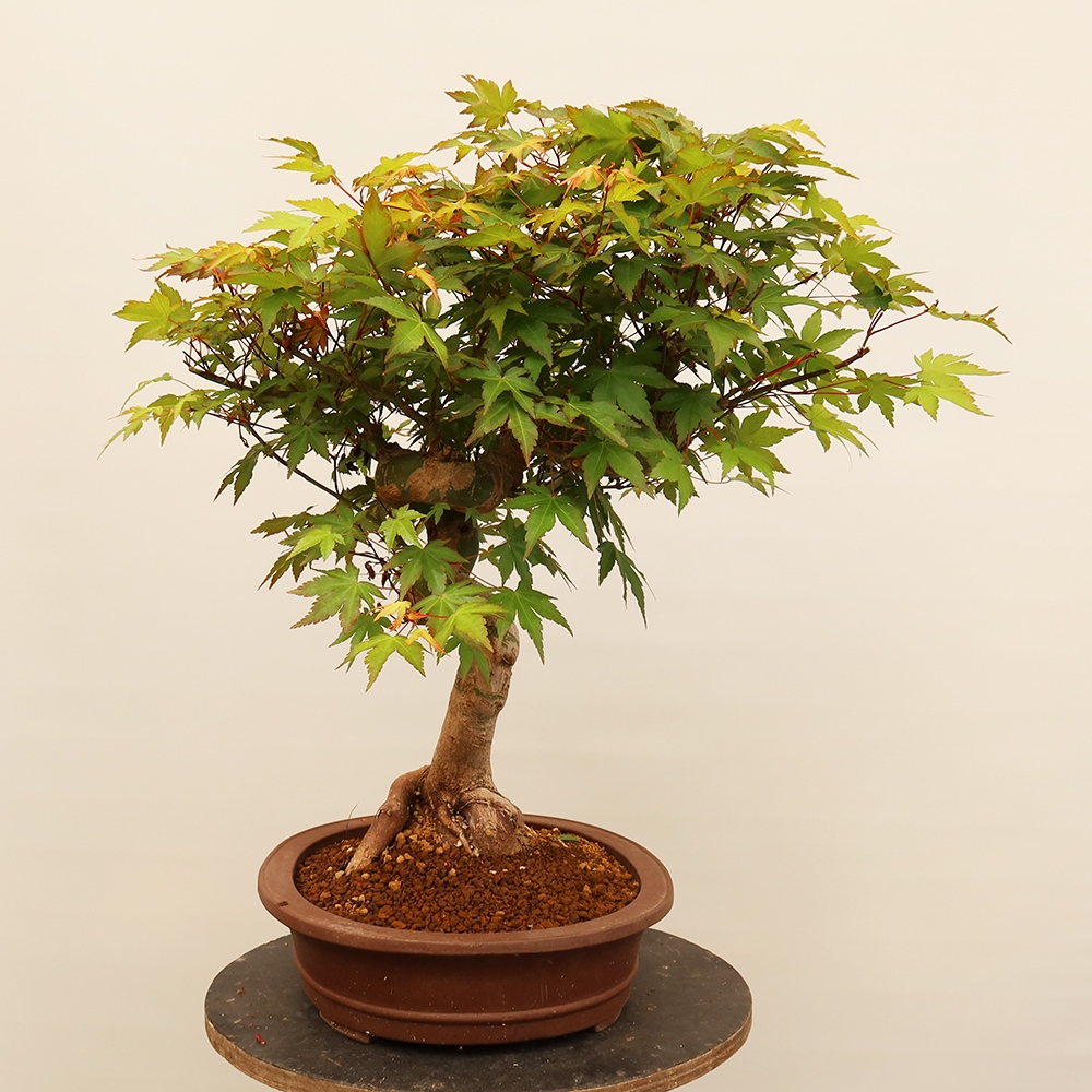 Kültéri bonsai - Maple palmatum - Pálmák