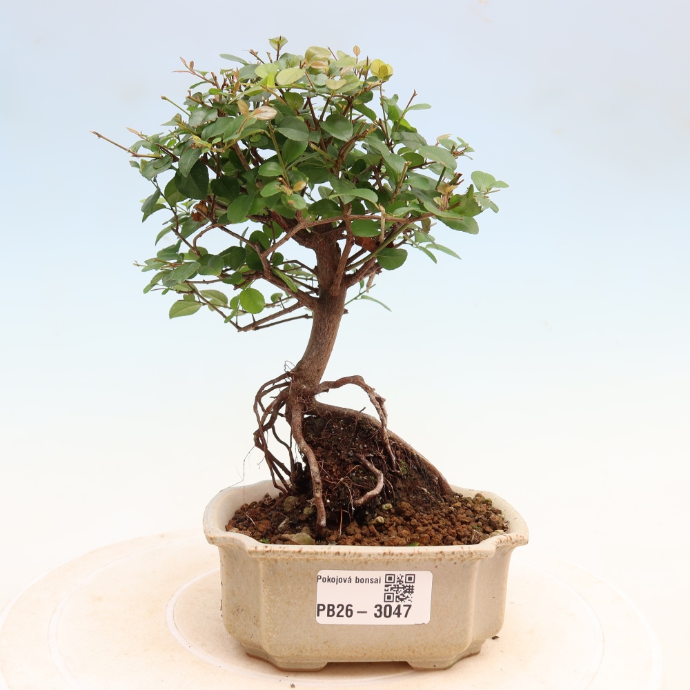 Szobai bonsai - Sageretia thea - Sageretia thea