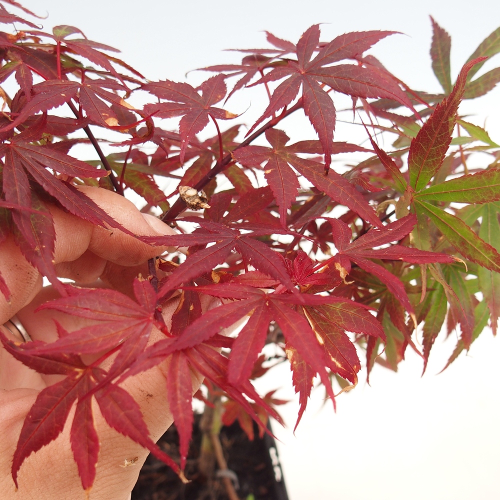 Kültéri bonsai - Acer palmatum Berry Broom konténerben
