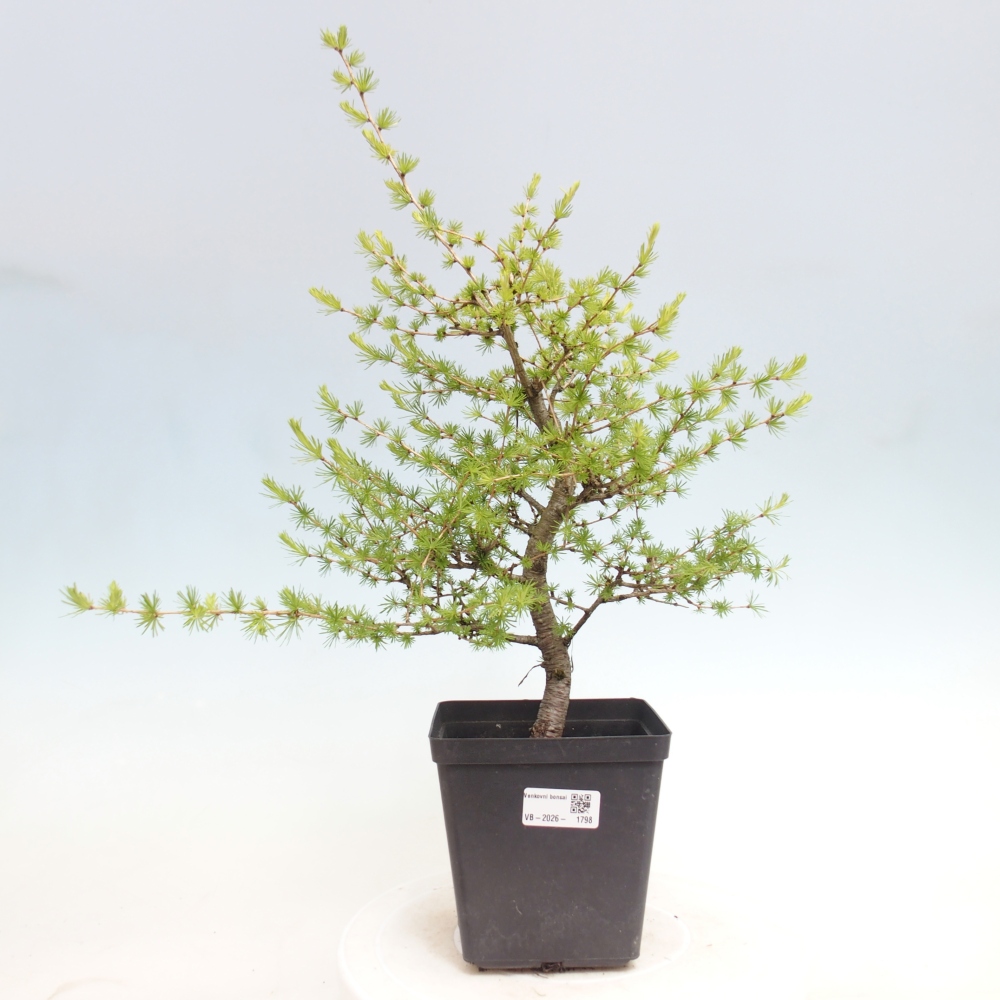 Kültéri bonsai - Larix decidua - vörösfenyő