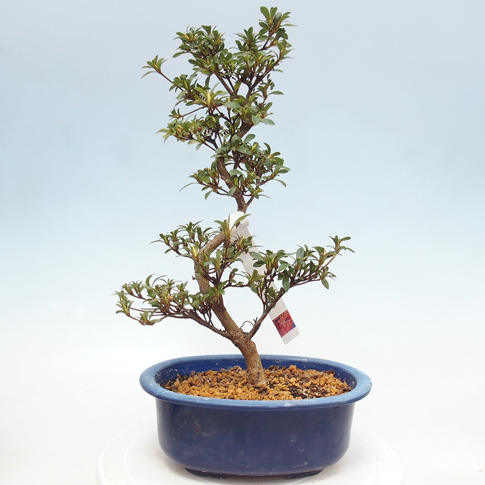 Kültéri bonsai - Japán azálea - Azalea Jukokan