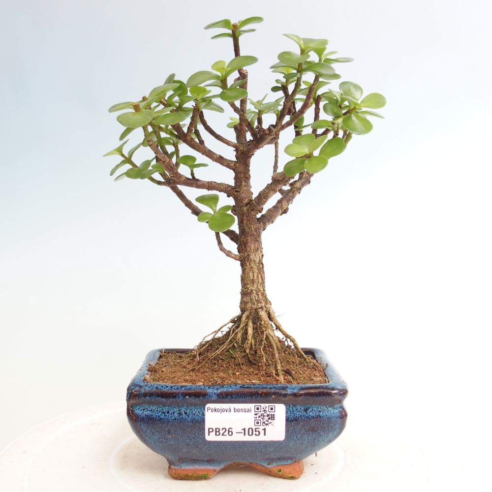 Szoba bonsai - Portulakaria Afra - Tlustice