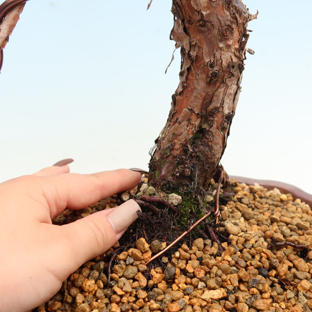 Kültéri bonsai - Juniperus chinensis Kishu