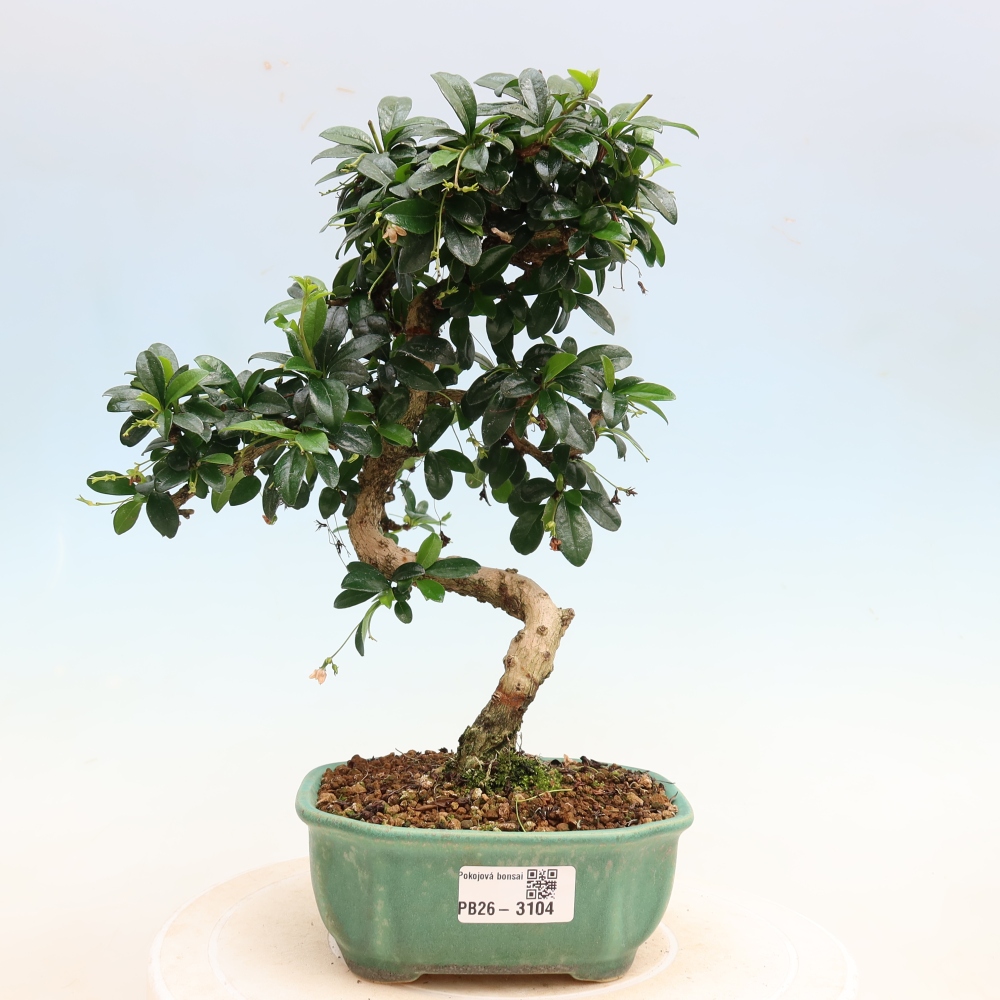 Szobai bonsai - Carmona macrophylla - Tea fuki
