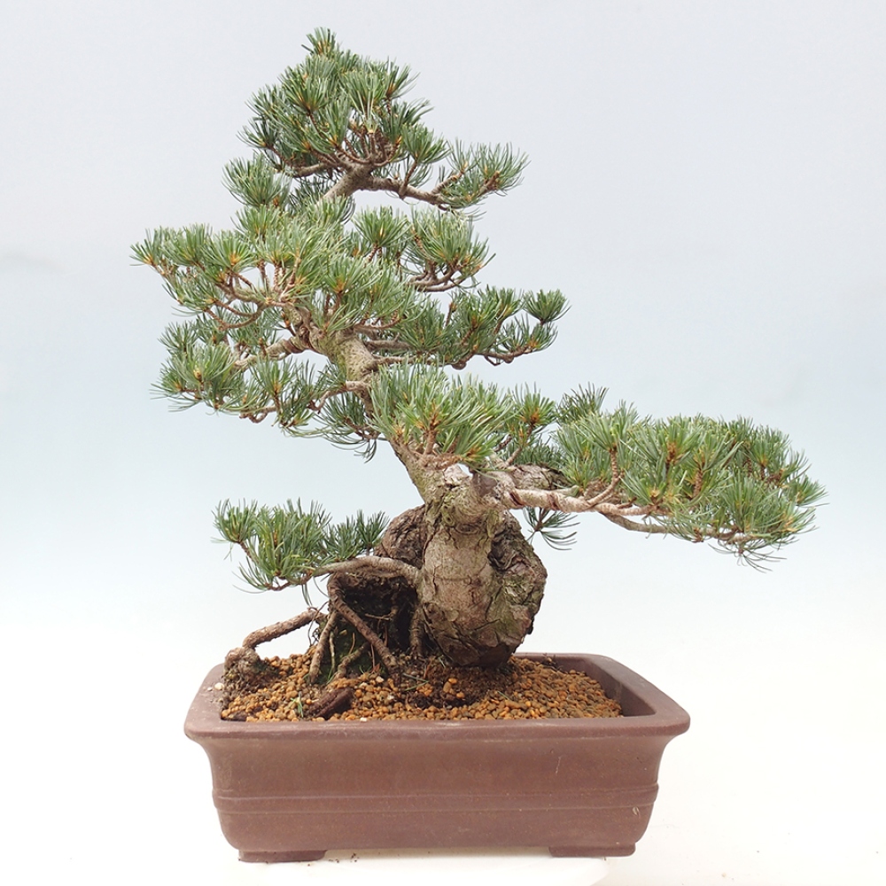 Kültéri bonsai - Pinus parviflora - Pinus parviflora
