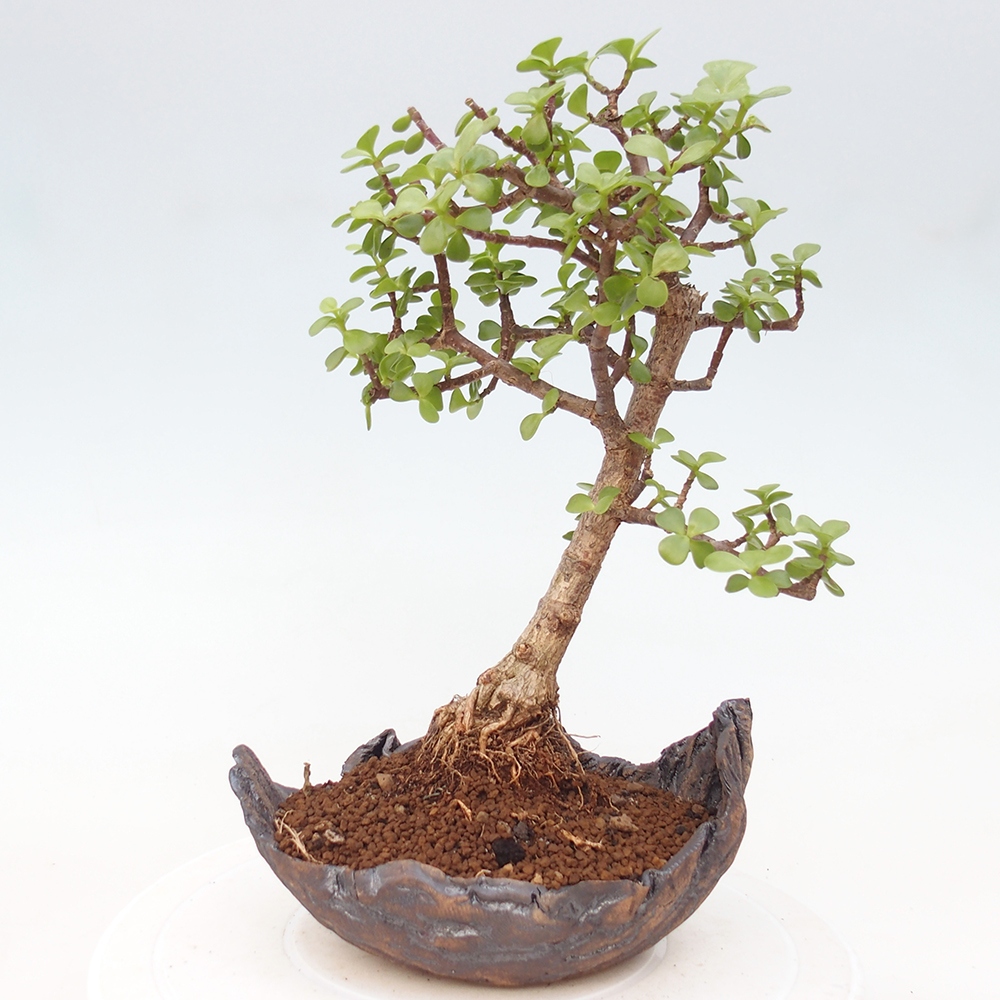 Szoba bonsai - Portulakaria Afra - Tlustice