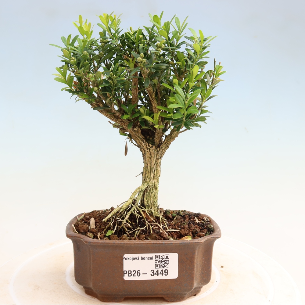 Szobai bonsai - Buxus harlandii - parafa buxus