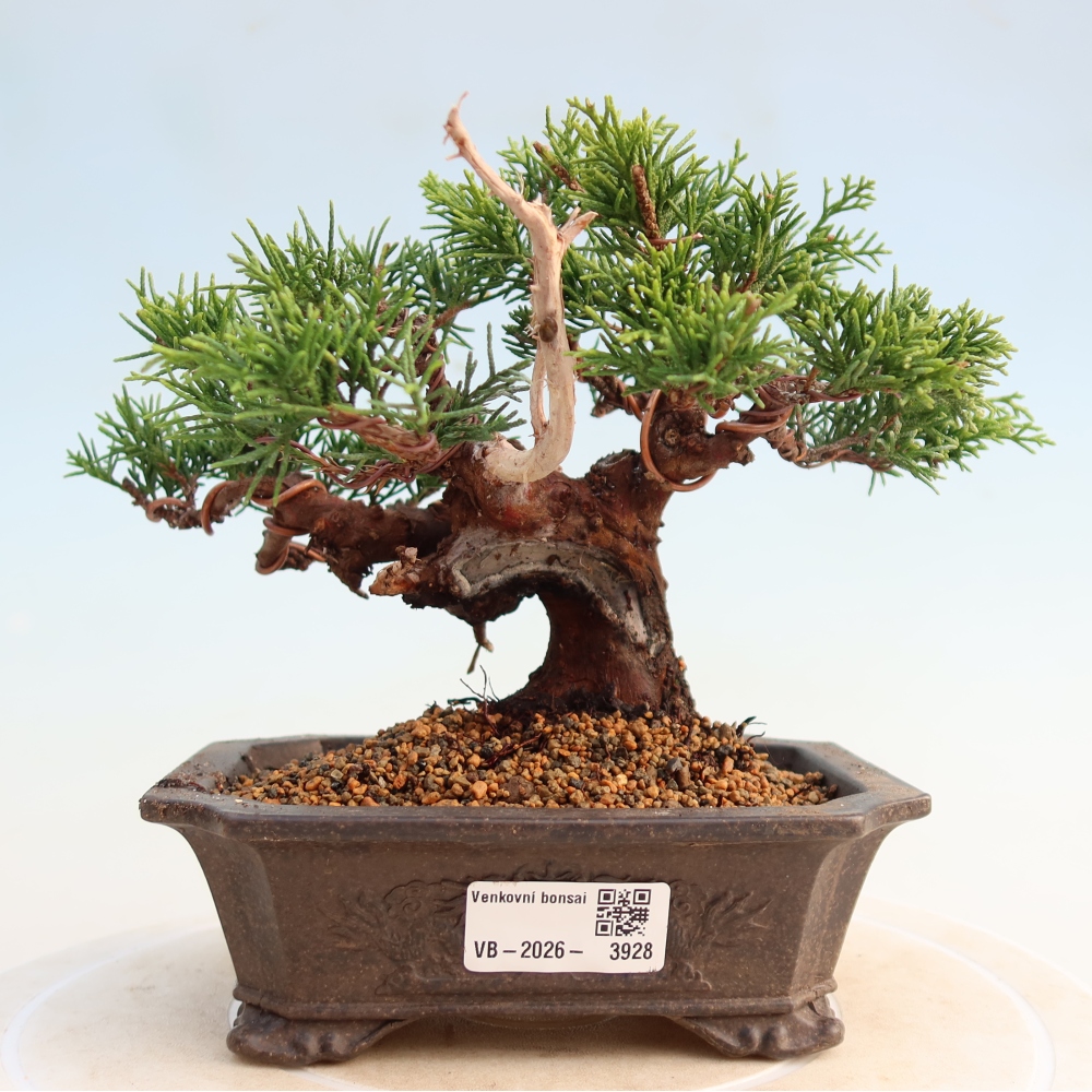 Kültéri bonsai - Juniperus chinensis Itoigawa