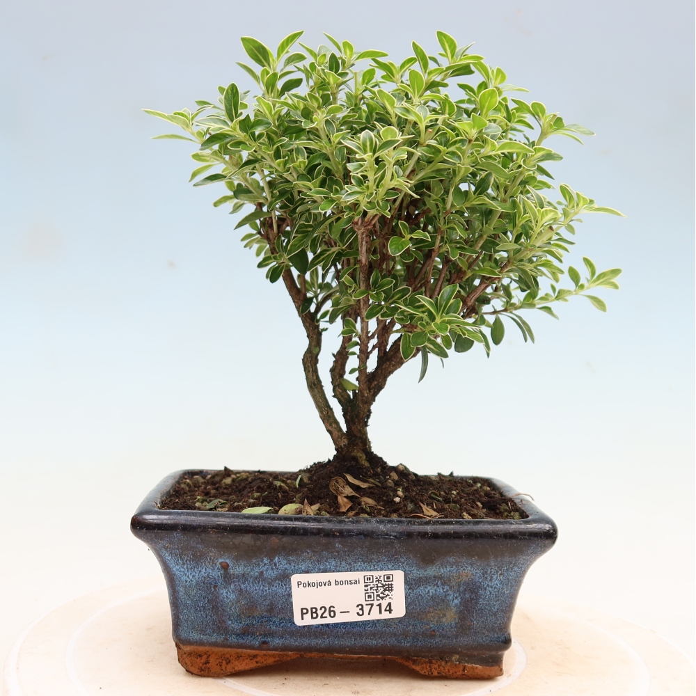 Szobai bonsai - Serissa foetida Variegata - Az ezer csillag fája