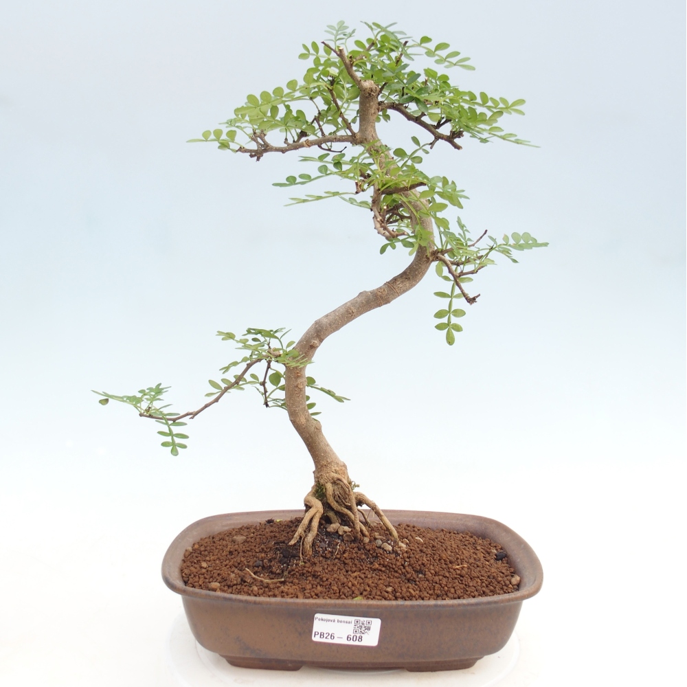 Szobai bonsai - Zantoxylum piperitum - borsfa