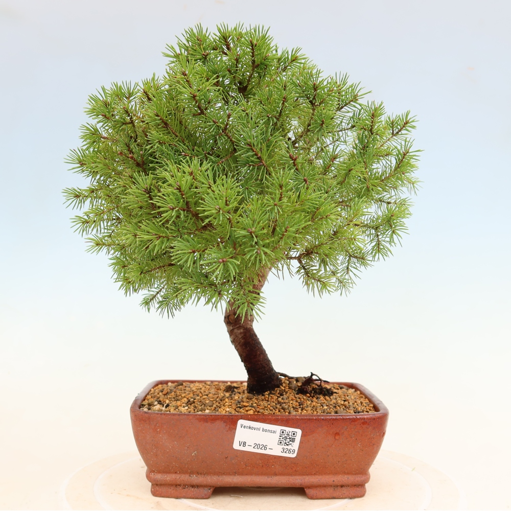 Kültéri bonsai - lucfenyő - Picea glauca globe
