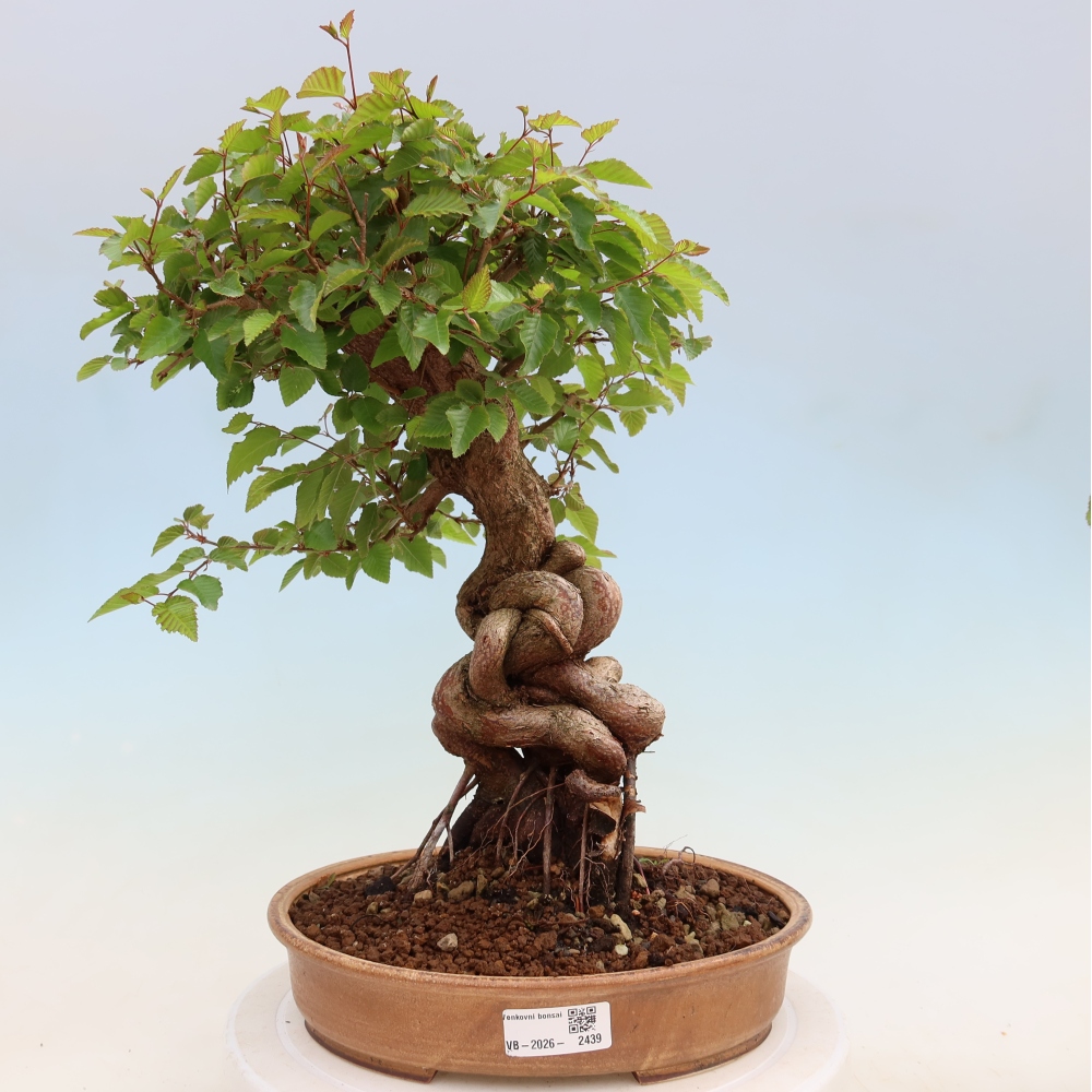Kültéri bonsai -Carpinus Coreana - Koreai gyertyánfa