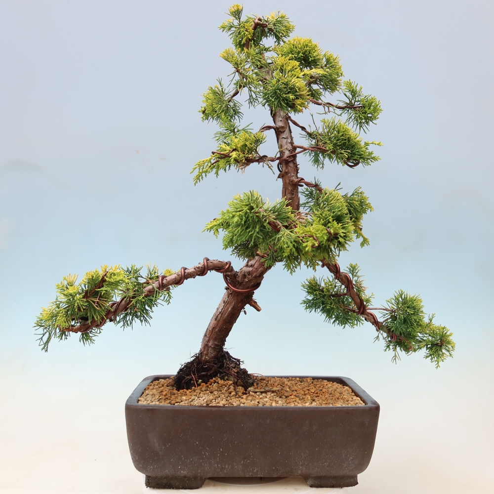 Kültéri bonsai – Juniperus chinensis  aurea – arany kínai boróka