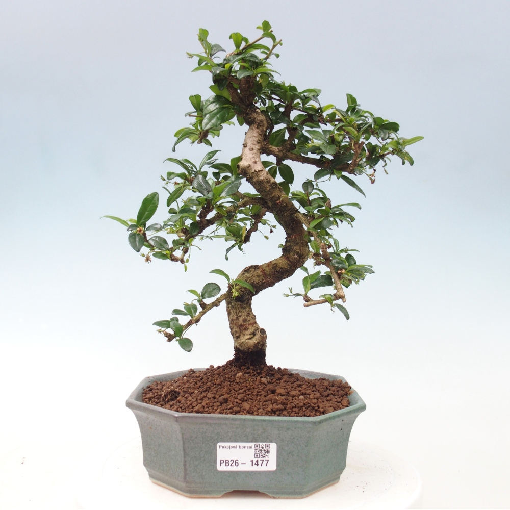 Szobai bonsai - Carmona macrophylla - Tea fuki