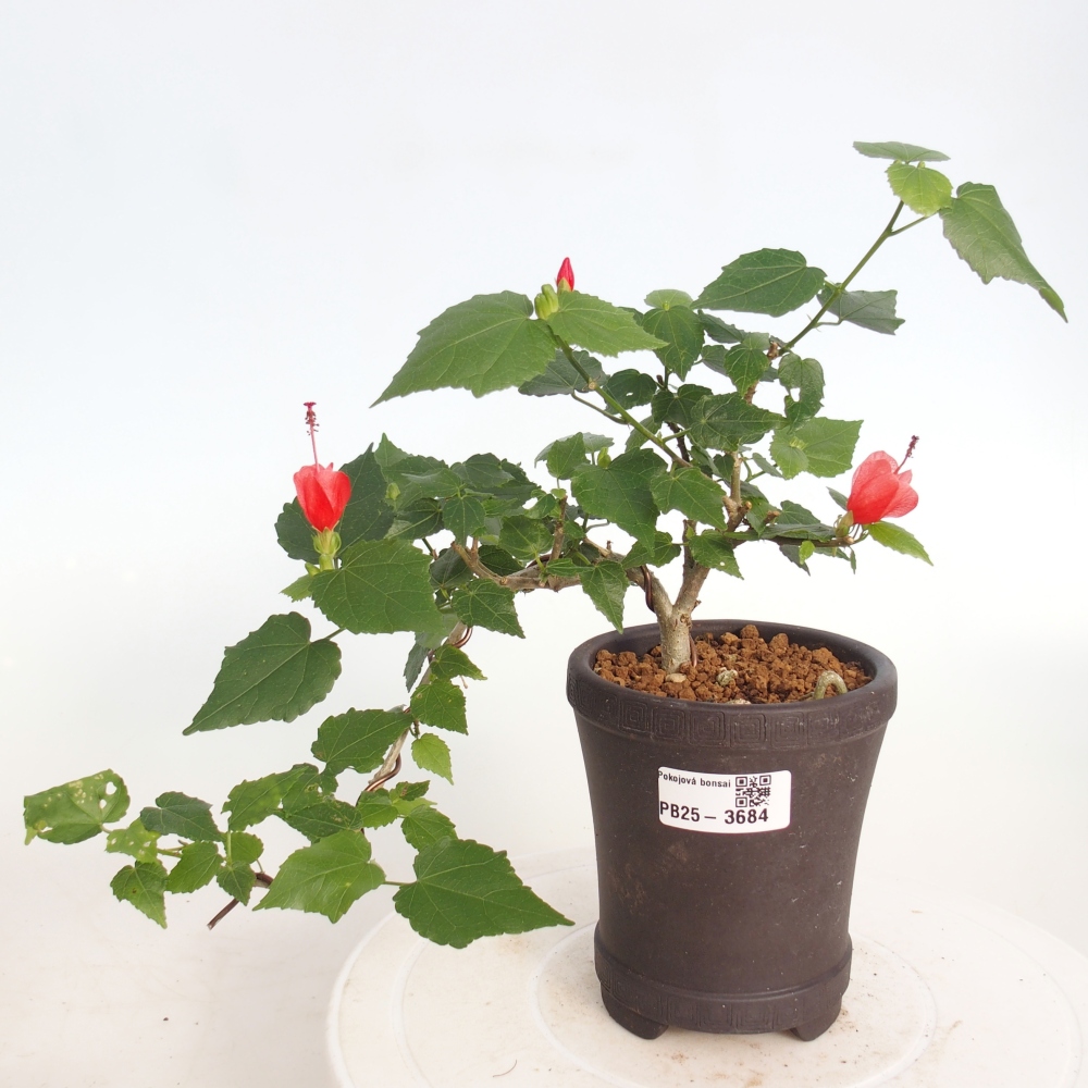 Beltéri bonsai - Malvaviscus arboreus