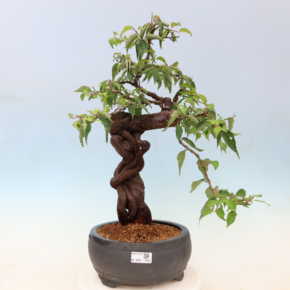 Kültéri bonsai – Japán barack – Prunus Mume