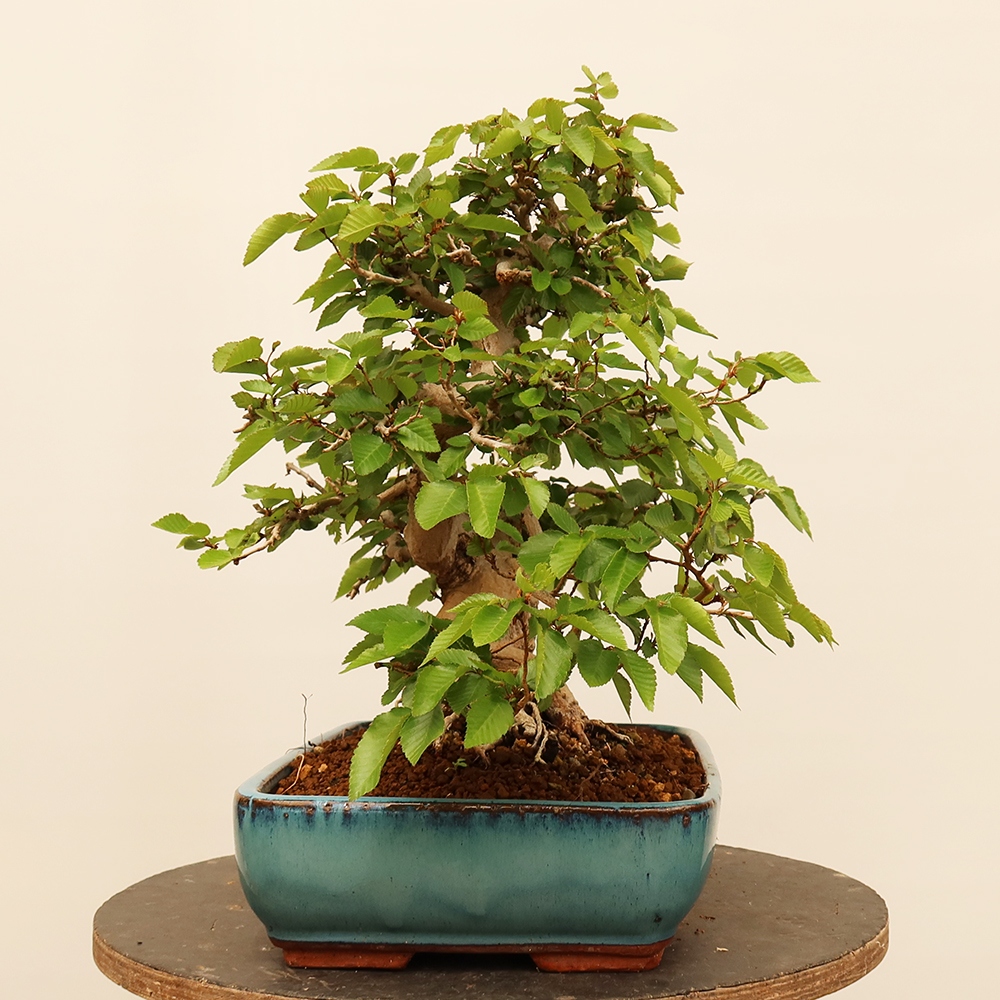 Kültéri bonsai -Carpinus Coreana - Koreai gyertyánfa