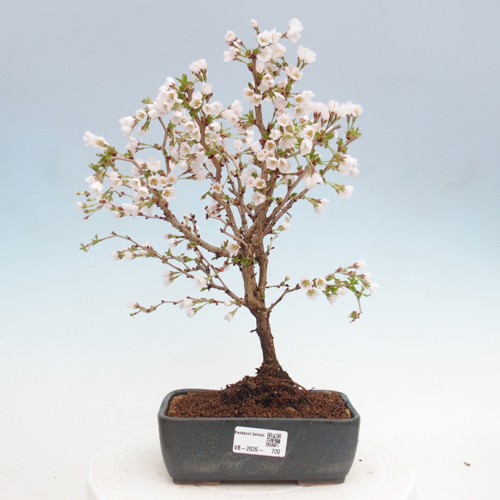 Kültéri bonsai - Prunus incisa Kojou-no mai-Plivon kivágva