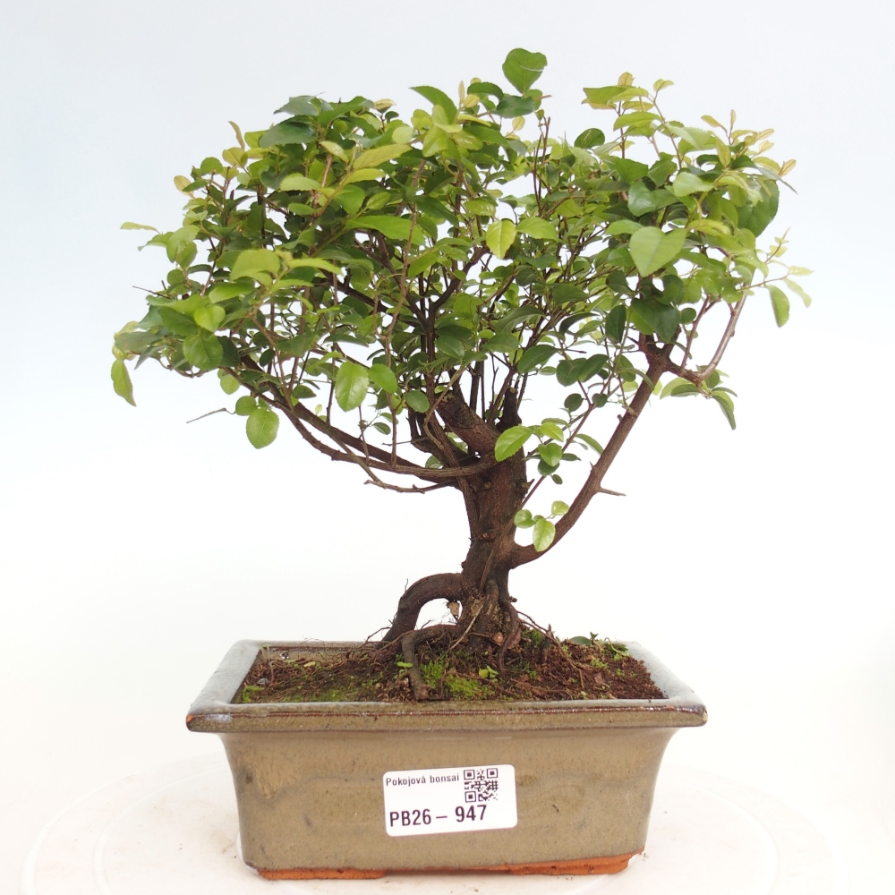 Szobai bonsai - Sageretia thea - Sageretia thea