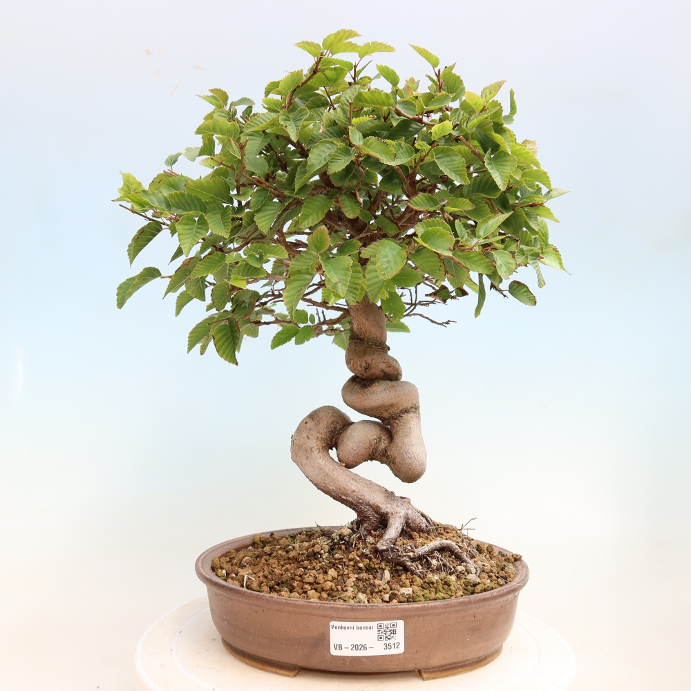 Kültéri bonsai -Carpinus CARPINOIDES - Koreai gyertyánfa