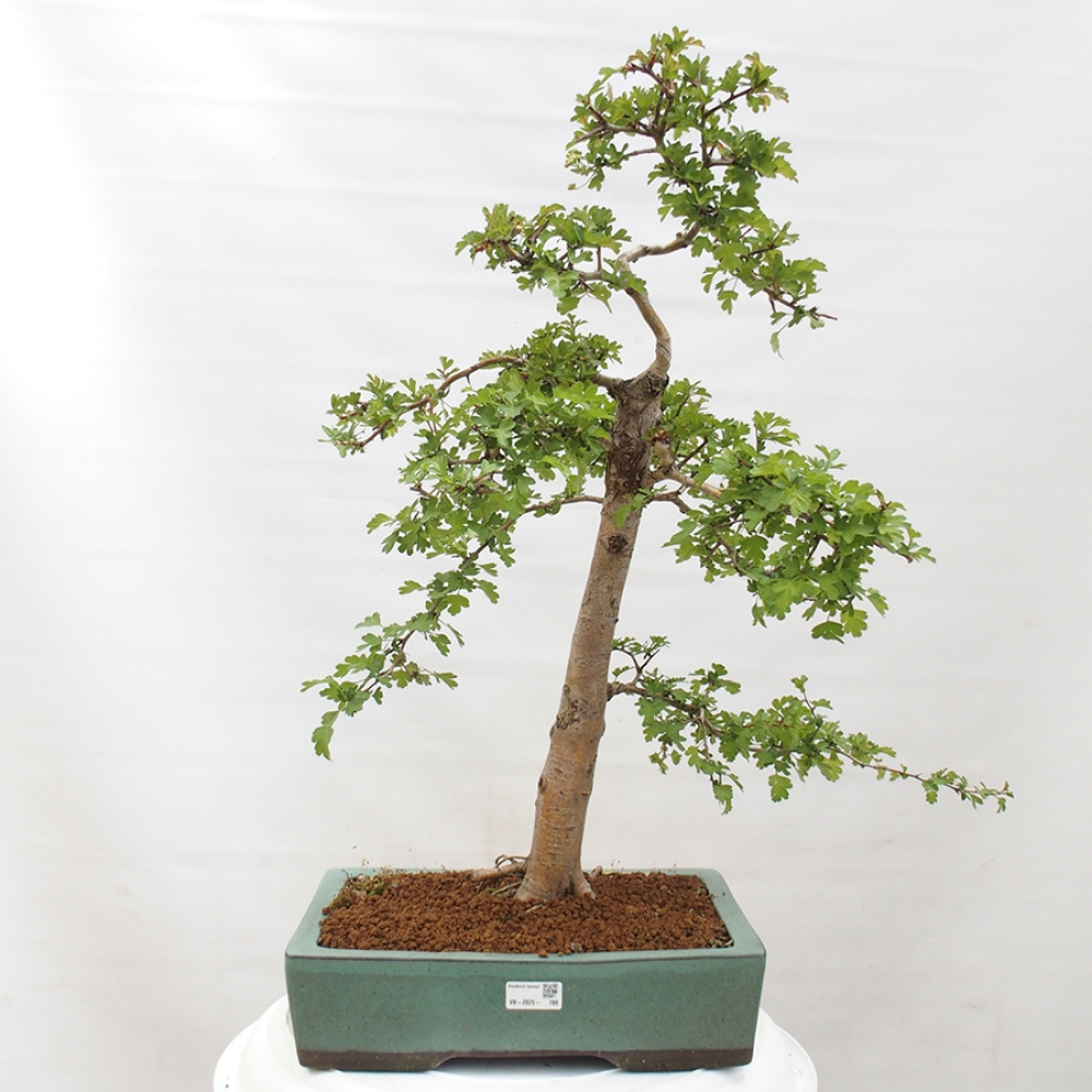 Kültéri bonsai - Galagonya - Crataegus monogyna