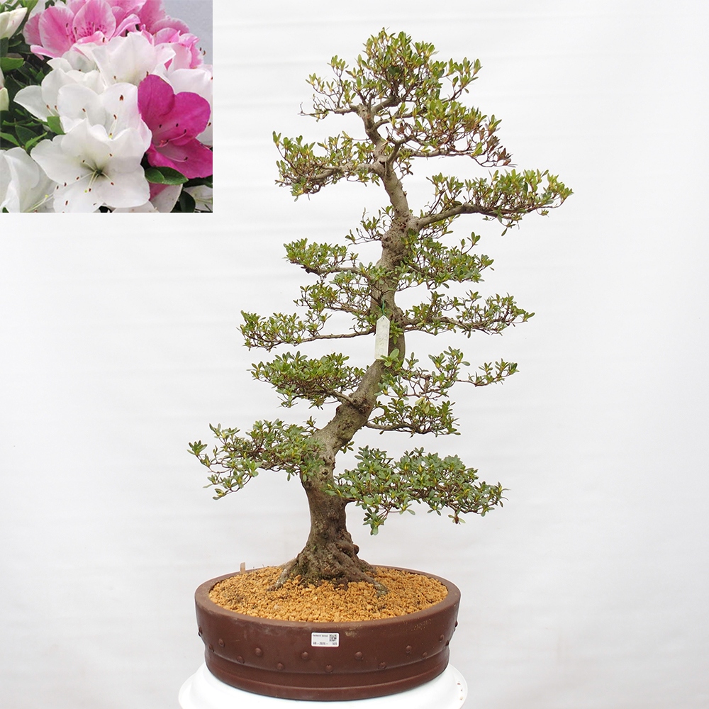 Kültéri bonsai - Japán azálea - Azalea Ai-no-Tsuki
