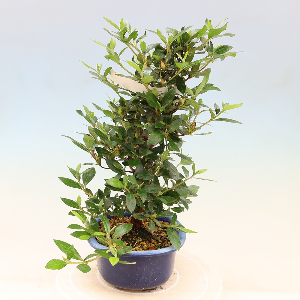 Kültéri bonsai - Japán azálea - Azalea Shinsei