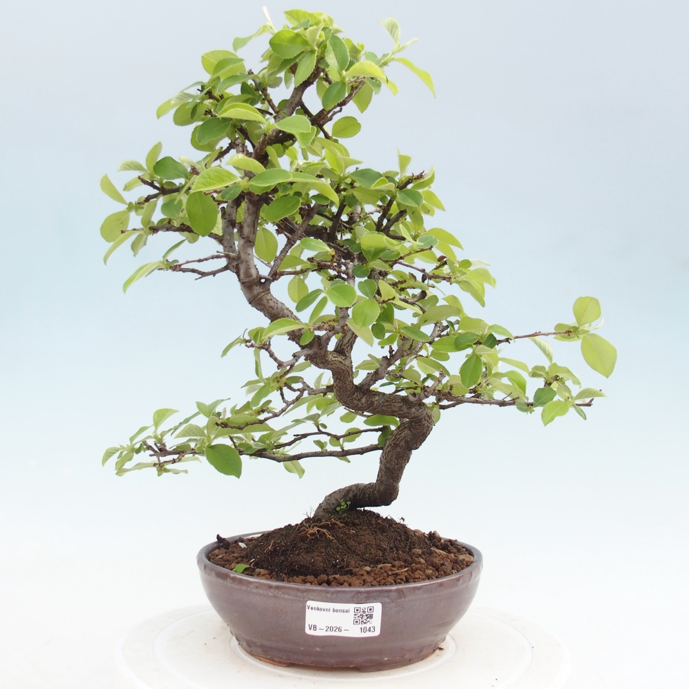 Kültéri bonsai - Chaneomeles chinensis